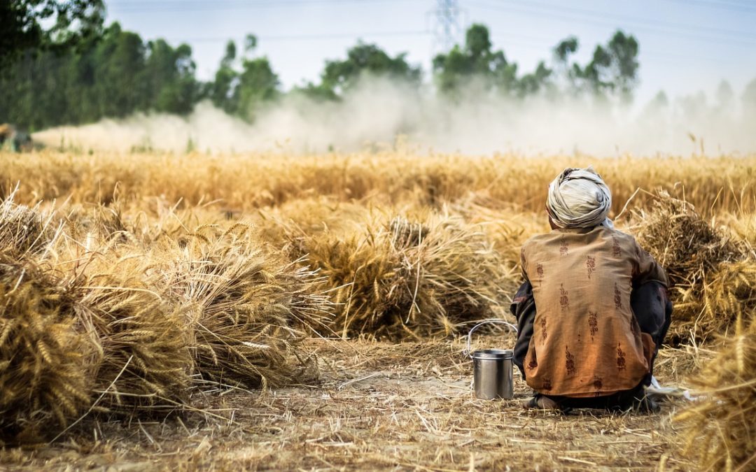 Plateforme de l’agriculture familiale : tout ce que vous avez toujours voulu savoir sur le sujet