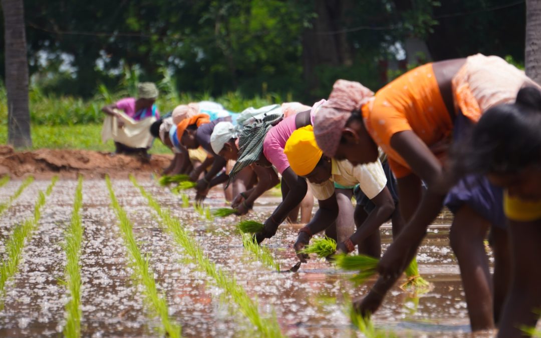 Les victoires d’avsf au service de l’agriculture paysanne