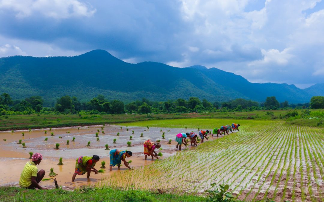Les petits producteurs et le marché