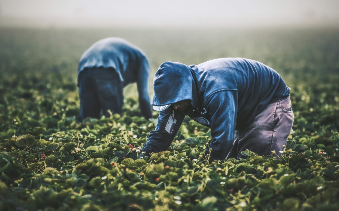 Manuel de formation en agriculture biologique pour l’Afrique