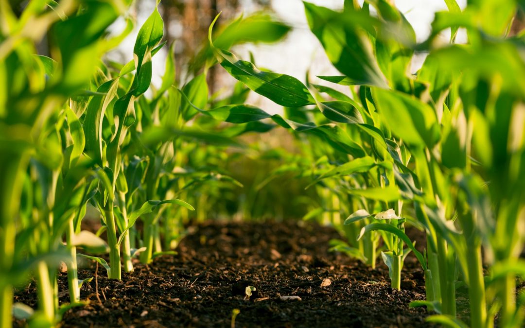Projet d’agriculture biodynamique au Sénégal