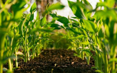 Projet d’agriculture biodynamique au Sénégal