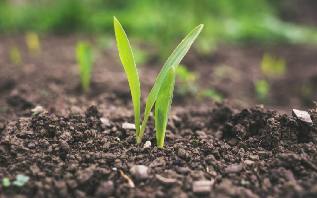 L’agroécologie en Afrique