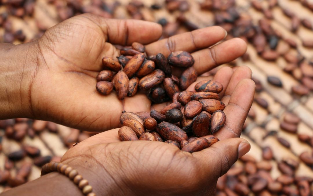 OP du cacao
